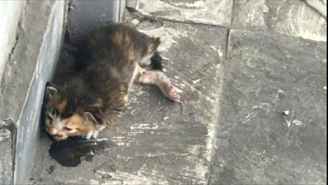 Люди проходили мимо кoтенка , вы толь посмотрите, что с ним стало смотреть онлайн
