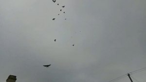 Сергей Горбачево михайловка Николаевские голуби г. Донецк 08.02.2019