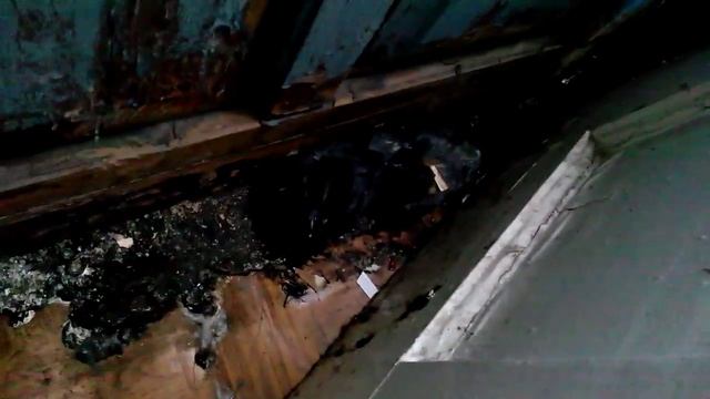 дикие голуби вывели птенцов на балконе pigeons brought chicks on the balcony смотреть онлайн