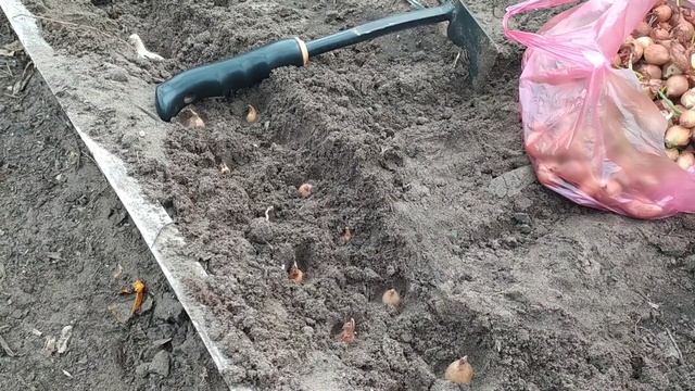 Озимая посадка лука и чеснока в теплицу для ранней зелени смотреть онлайн