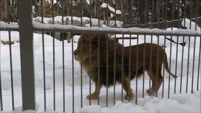 Досталось сегодня от львицы Нейтири и нашему льву Сэму 04.03.2021 смотреть онлайн