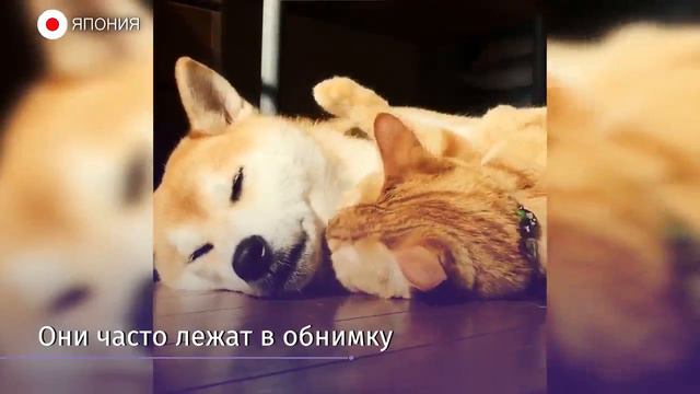 Собака породы сиба-ину и рыжий кот никогда не расстаются смотреть онлайн