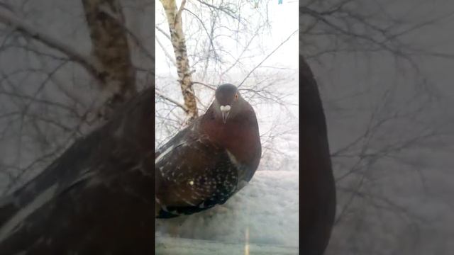 Пацан и голубь не боятся друг друга смотреть онлайн