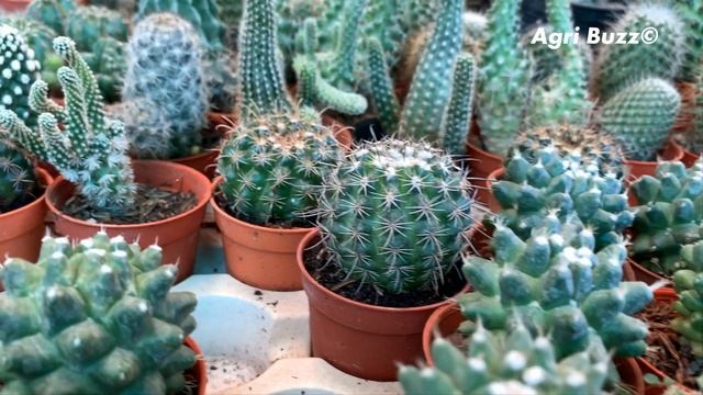 Cactus Flower Varieties Mix смотреть онлайн