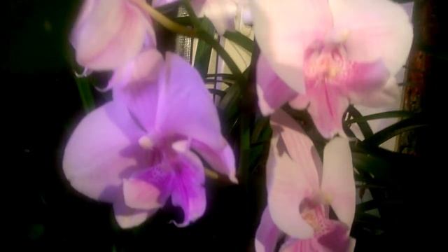 ОРХИДЕЯ _ Целогина Фримбиата _ Первое домашнее цветение _ смотреть онлайн