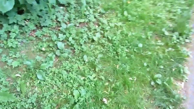 Прогулка на Елагином острове. смотреть онлайн