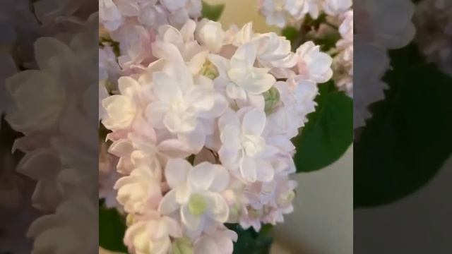 Cирень Красавица Москвы смотреть онлайн