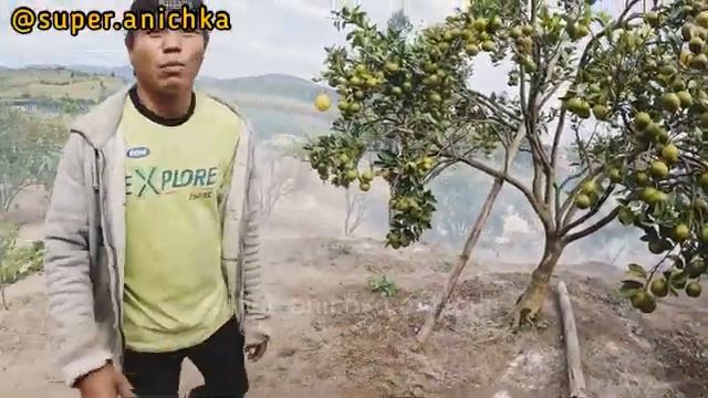 SERU BANGEET !! JERUK BERASTAGI SUPER MANIS|ASLI PETIK SENDIRI DARI POHONNYA LANGSUNG|SUMATERA UTAR смотреть онлайн