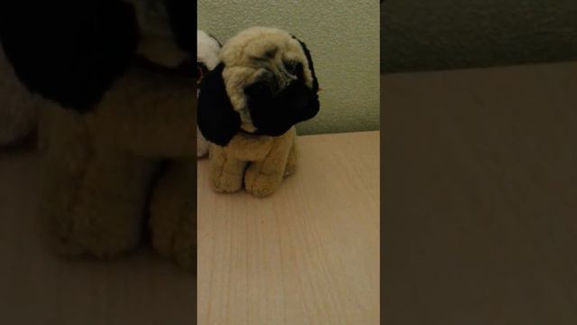 Семья мопсиков Вафлины !!!!!!!!!!!!!!!! 1234 мопсиков! смотреть онлайн