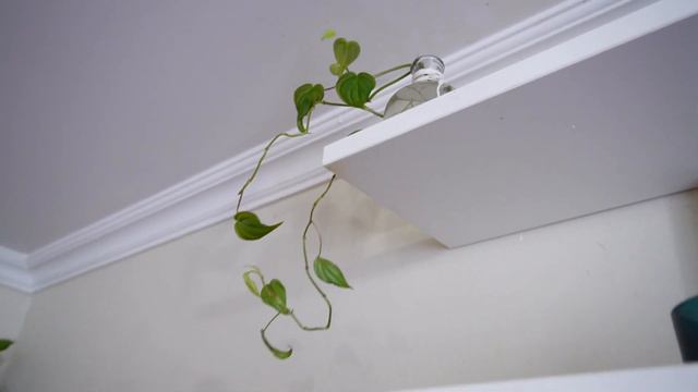 👁️ Holiday Houseplant Growth Update 🌱 Plantmas 2021! смотреть онлайн