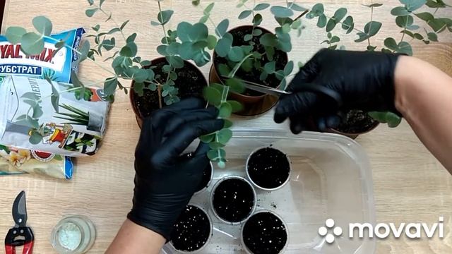 Эвкалипт. Размножение черенками. смотреть онлайн
