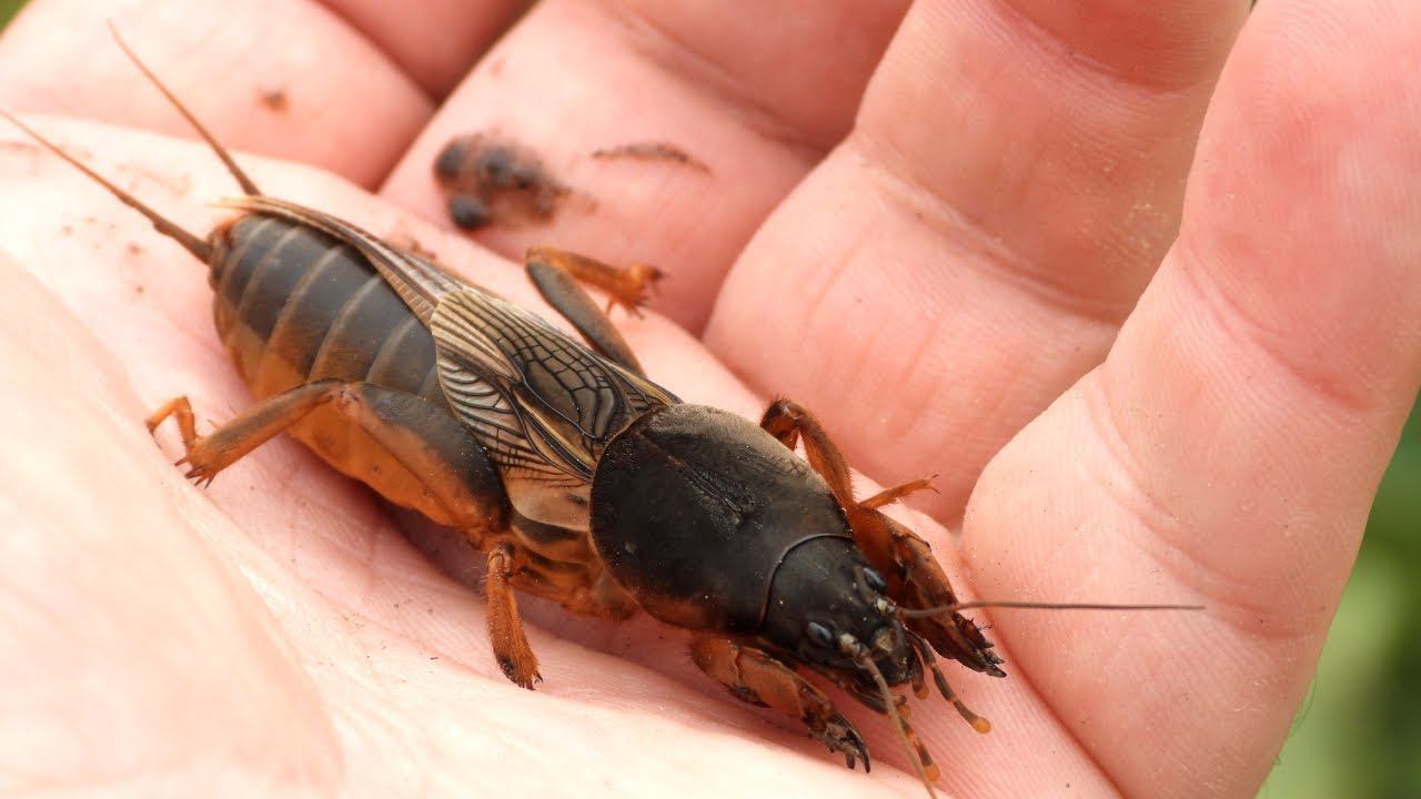 Как бороться с медведкой - врагом садов и огородов смотреть онлайн