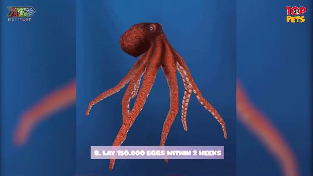 Top Pets Ep 32 | Does The Great Sea Kraken Really Exist смотреть онлайн
