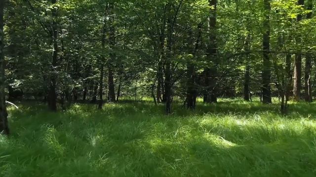 Весы в год Змеи - характер смотреть онлайн