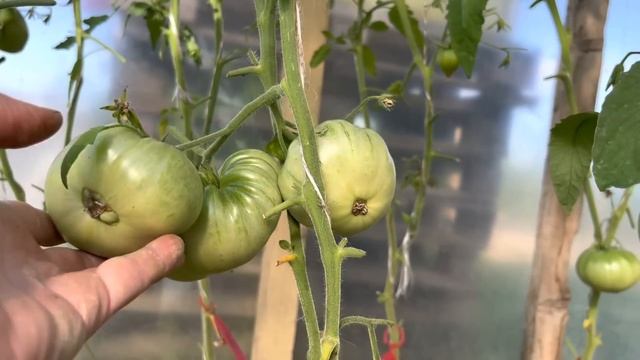 Обзор крупноплодные томаты. Июль 2022. смотреть онлайн