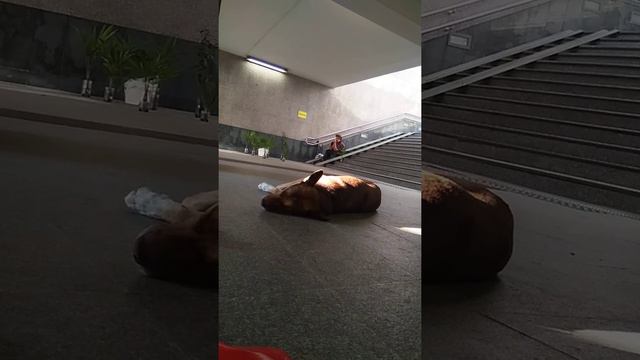 Сочинка ругается , а мы играем. смотреть онлайн
