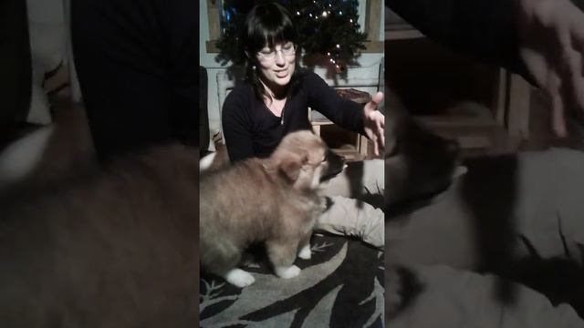 Akita puppies - Long Coat & Standard Coat смотреть онлайн