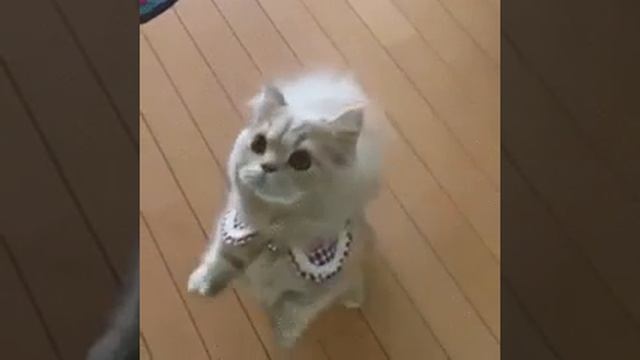 кошка с хвостом как у белки смотреть онлайн