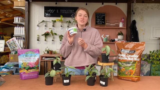 Philodendron Silver Sword - Houseplant of the Week смотреть онлайн