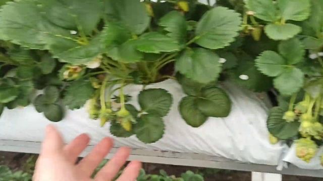 Клубника мурано весной. Самая первая ягода.