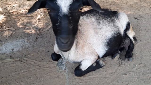 Goat sound 2020 । Best goat sound in the world 2020 смотреть онлайн