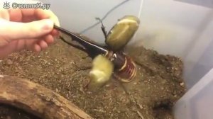 Внушительный жук геркулес