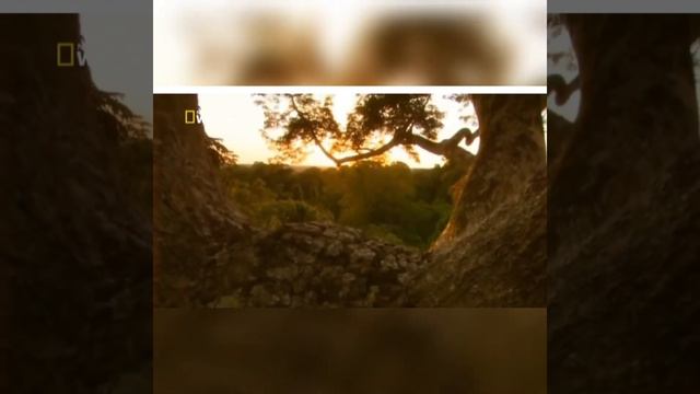 Мир животных в джунглях смотреть онлайн