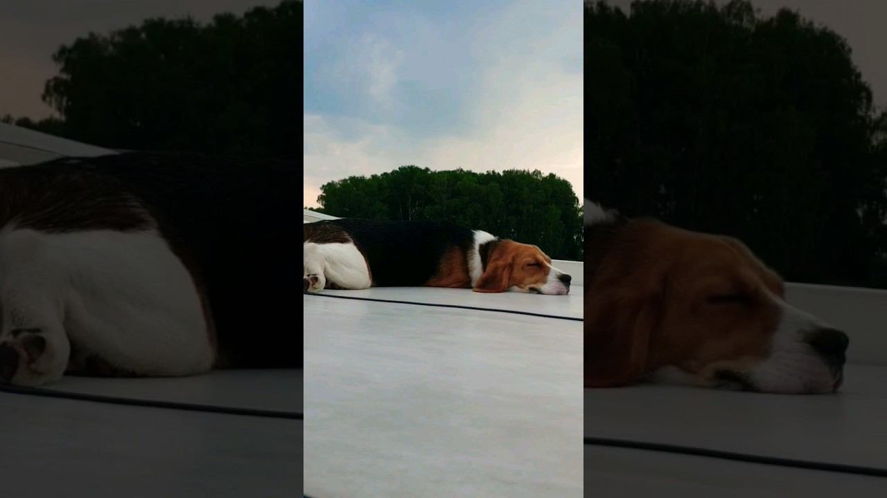 когда отжала у ВСЕХ лежак на яхте... смотреть онлайн