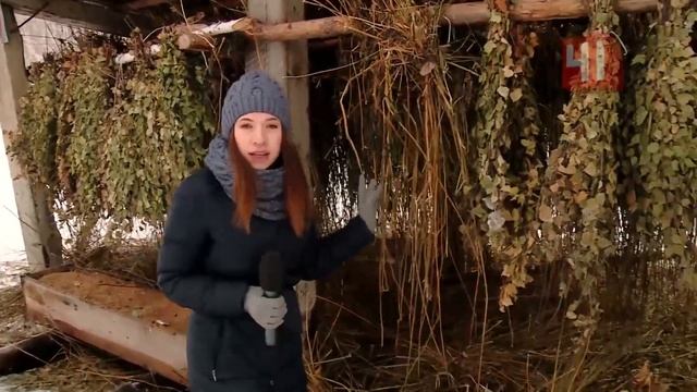 Чем кормят косуль и кабанов?/Свердловская область смотреть онлайн