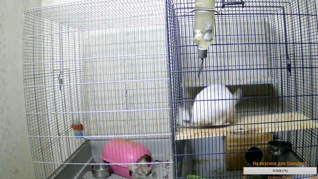 Наблюдаем за жизнью Шиншилл смотреть онлайн