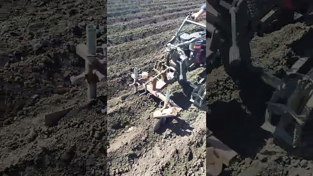 заделка картошки в грядки смотреть онлайн