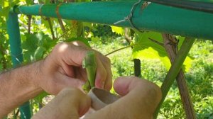 Окулировка Винограда с пробуждением глазка. Прививка Винограда зеленым в зеленое.