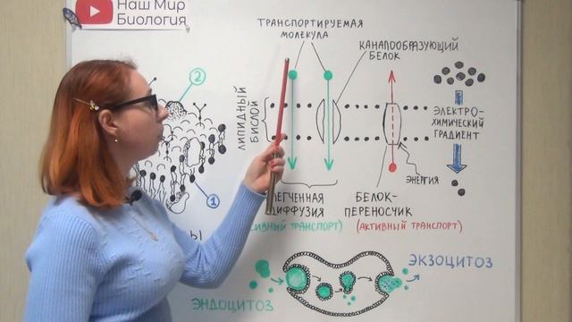 Клеточная мембрана, строение и функции. смотреть онлайн