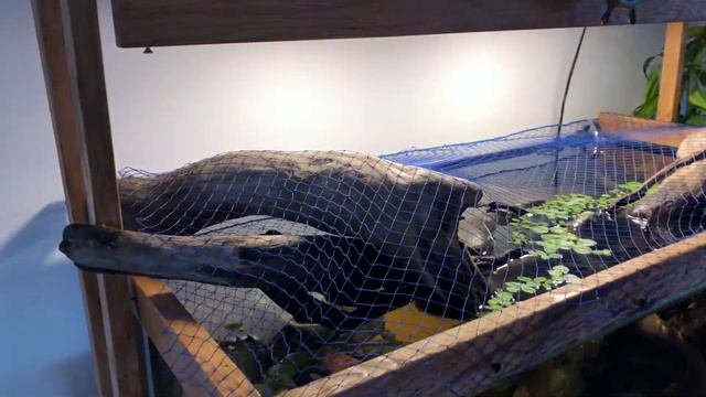 apistogramma biotope aquarium setup смотреть онлайн