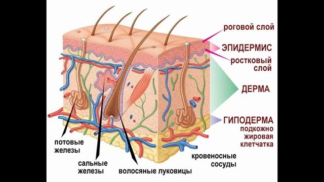 Всё обо всём Кожа человека смотреть онлайн