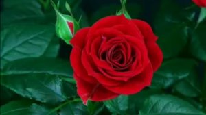 Как распускается роза