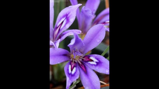 БАБИАНА (BABIANA) сем. Касатиковые смотреть онлайн