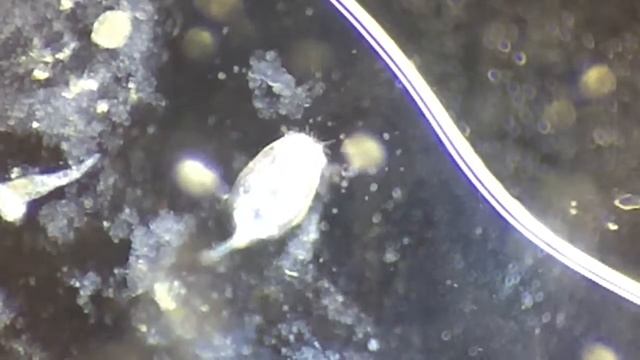 Fish parasite 2 смотреть онлайн