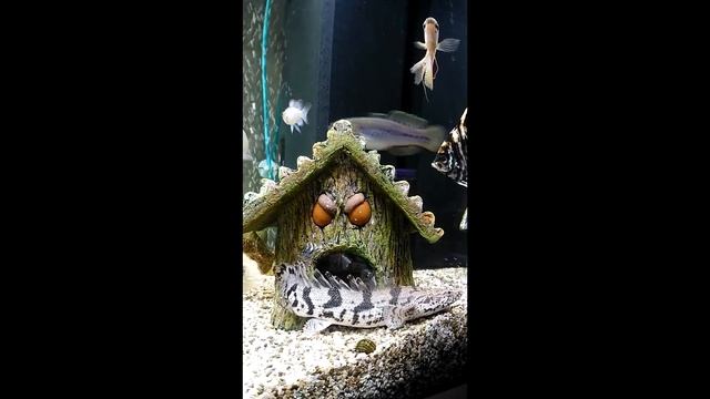 Полиптерус Эндлихера - Развитие и паралич. Наша история. Endlicher's polypterus - paralysis. смотреть онлайн