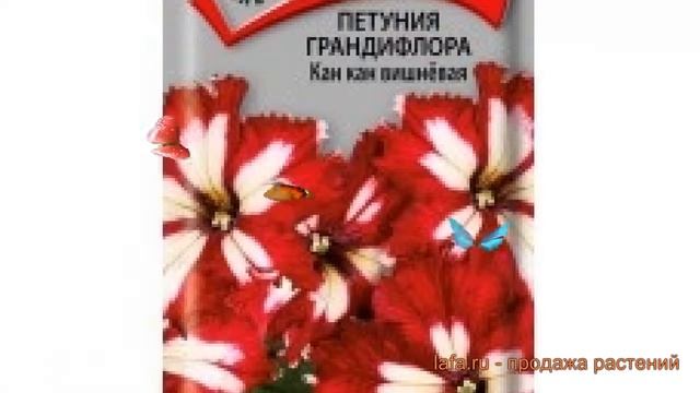 Петуния грандифлора Кан кан вишневая ? обзор: как сажать, семена петунии Кан кан вишневая смотреть онлайн