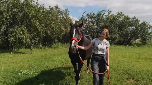 Компания «БЭКС» Производство и продажа подкормки для лошадей смотреть онлайн