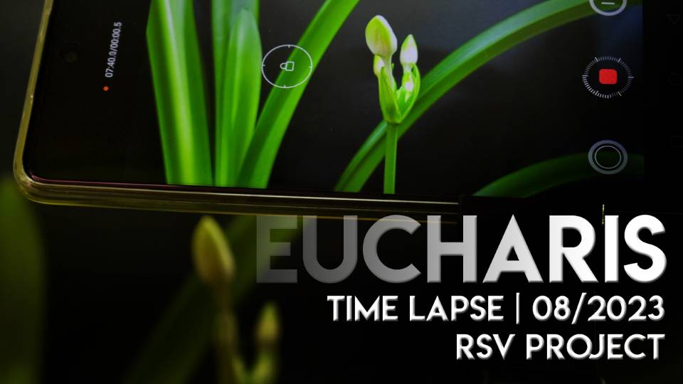 EUCHARIS TIME LAPSE | 08/2023