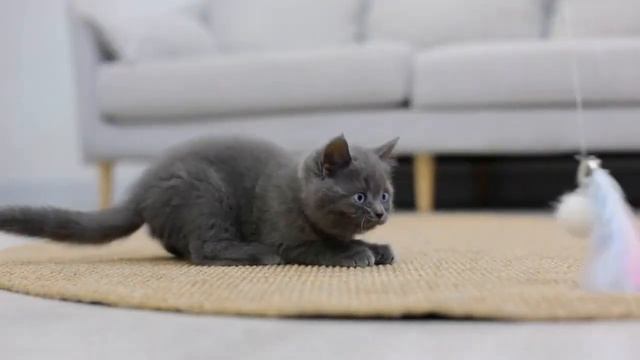 Игрушки для котов (кошек) от проекта СмартПетСтроллер. Указка-телескоп с пером и лазером смотреть онлайн