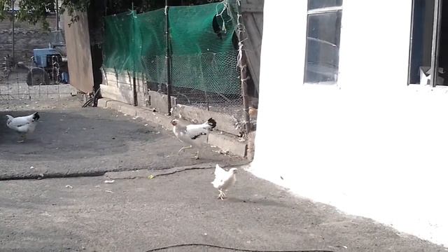 Куры разбежались!… :-) ст.Раздорская. лето 2013год смотреть онлайн