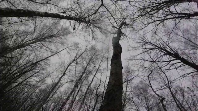 ПОШЛИ ЗА КУНИЦЕЙ ДОБЫЛИ ЛИСИЦУ/ОХОТА С ЛАЙКОЙ/ смотреть онлайн