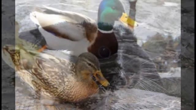 Мир животных смотреть онлайн