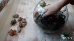 Флорариум с влаголюбивыми растениями своими руками.