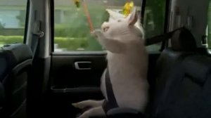 Piggy - GEICO Commercial