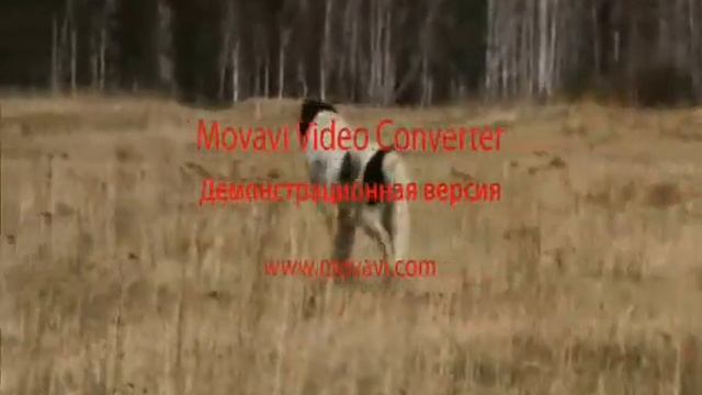 страж сибири гефест