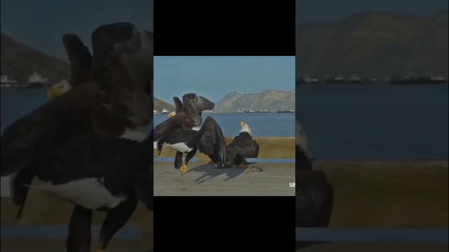 Как орел добывает пищу? смотреть онлайн